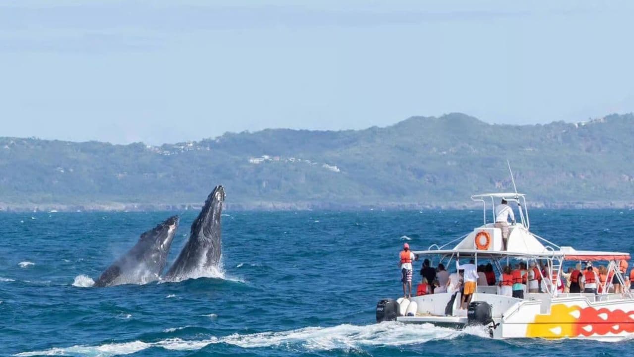 Samaná Cayo Levantado Isla Bacardà y Waterfal + Whale Watch — Guided tour and outdoor activity