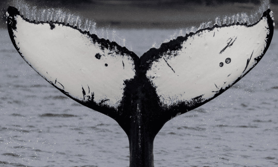 Humpback Whale Calves: Growth and Early Life Guide