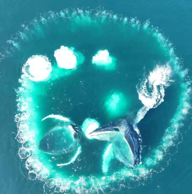 Accessible Whale Watching in Samaná: Visitor Guide