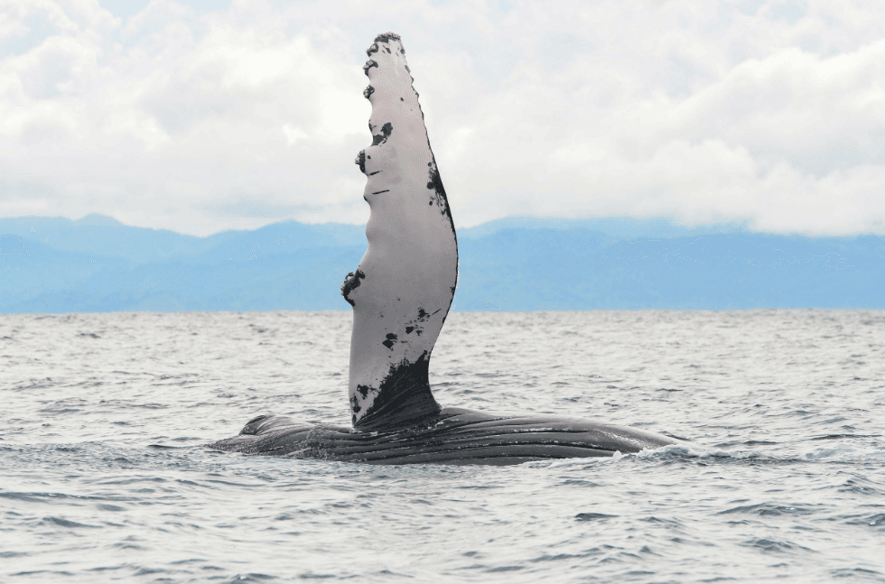 What Happens on a Samaná Whale-Watching Tour?