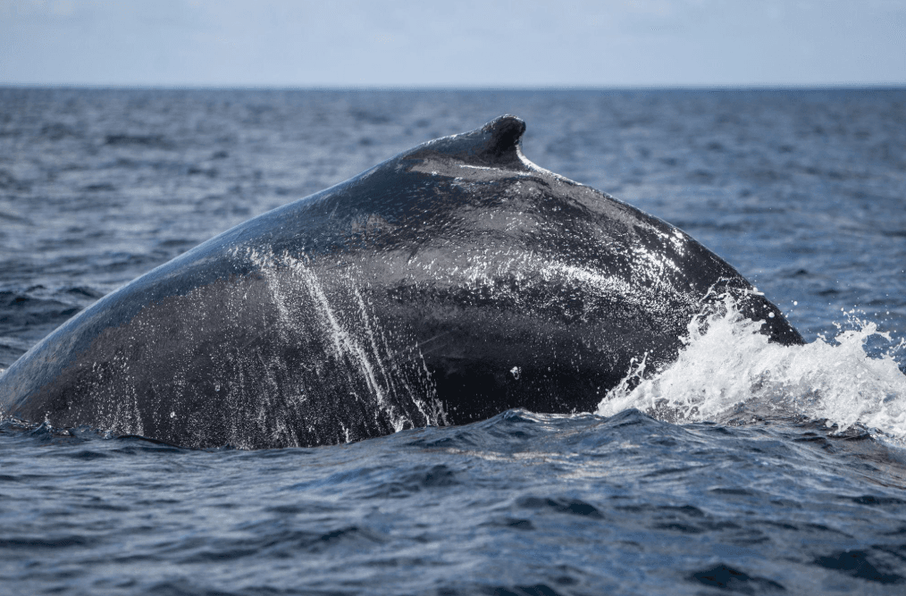 Humpback Whale Anatomy: A Samaná Bay Visitor's Guide