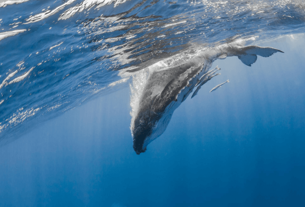How Do Humpback Whales Breathe While Swimming?