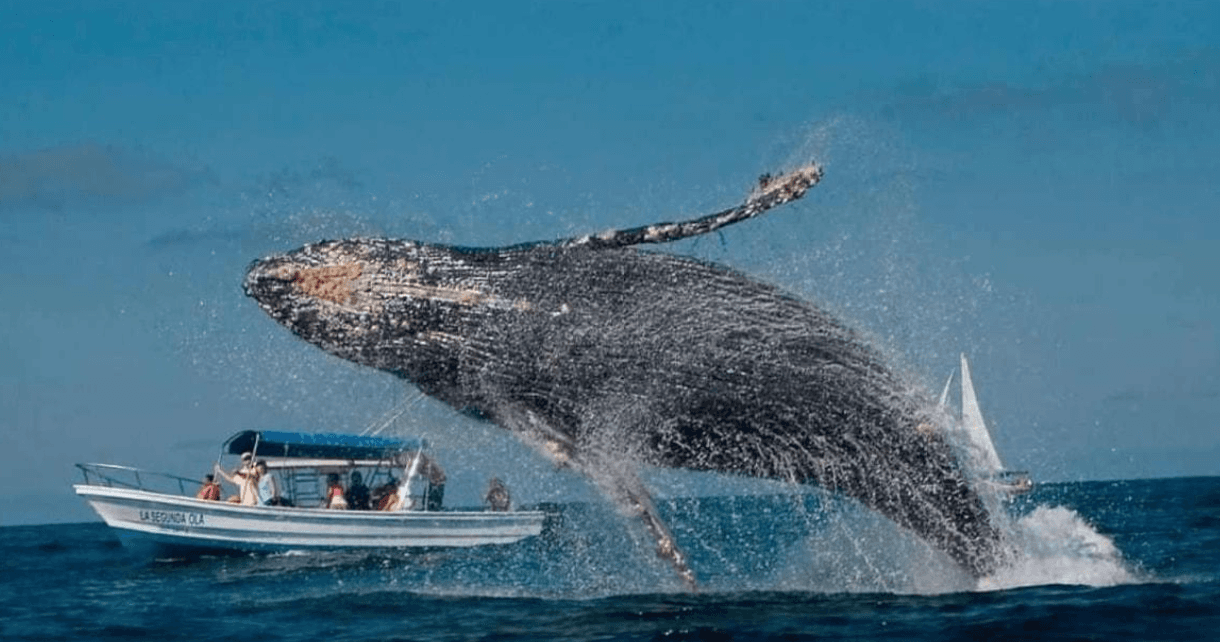 Why Humpback Whales Keep Surfacing in One Area