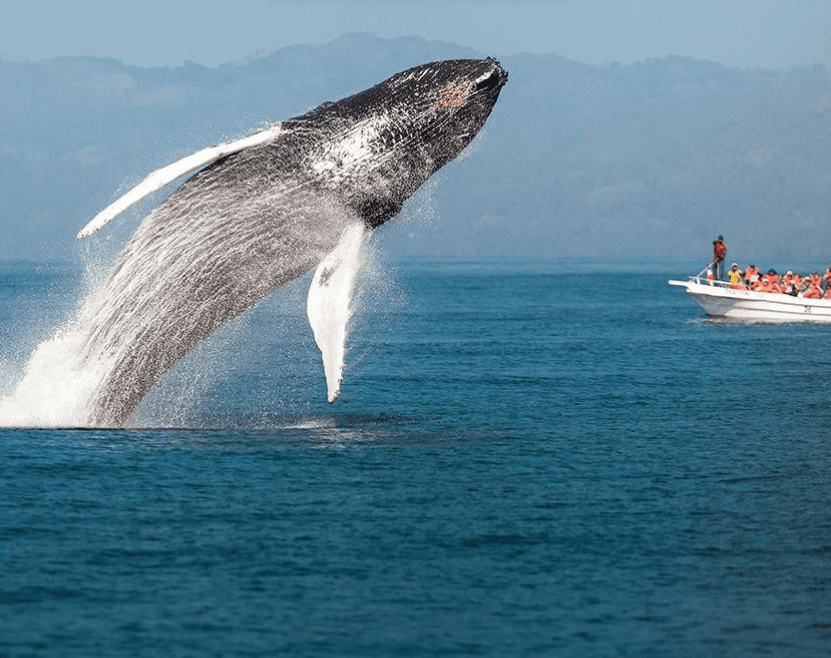 When Is Whale-Watching Season in Samaná? (2027)