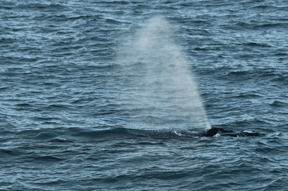 Where Humpback Whales Spend Time in Samaná Bay