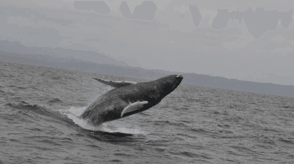 Samaná Whale Watching: Best Time to Visit in 2027