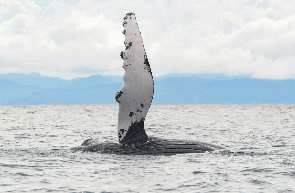 What Do Humpback Whales Eat? Diet and Feeding Guide