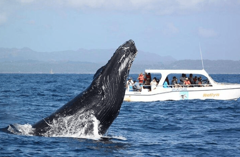 Responsible Whale Watching in Samaná Bay: Visitor Guide