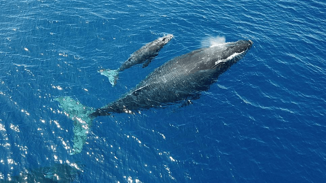 How Do Humpback Whales Communicate? Sounds and Signals